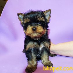 Yorkshire Terrier Bebeklerimiz T Cup Orjinal 1
