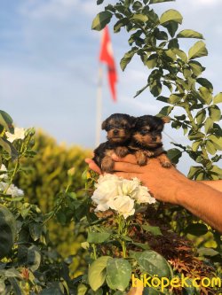 Yorkshire Terrier Çok Sevimli Yavrularım Evinizin Neşe Kaynağı 4