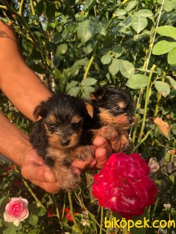 Yorkshire Terrier Çok Sevimli Yavrularım Evinizin Neşe Kaynağı 1