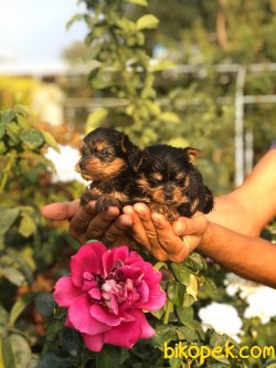 Yorkshire Terrier Çok Sevimli Yavrularım Evinizin Neşe Kaynağı 5