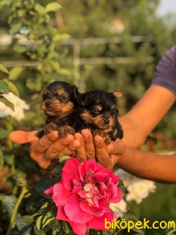Yorkshire Terrier Çok Sevimli Yavrularım Evinizin Neşe Kaynağı 3