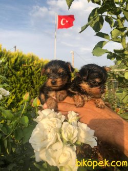Yorkshire Terrier Çok Sevimli Yavrularım Evinizin Neşe Kaynağı 2
