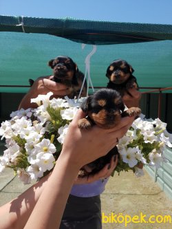 Yorkshire Terrier Çok Sevimli Yavrularım Evinizin Neşe Kaynağı 5