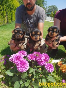 Yorkshire Terrier Çok Sevimli Yavrularım Evinizin Neşe Kaynağı 1