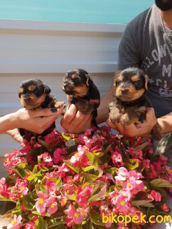 Yorkshire Terrier Çok Sevimli Yavrularım Evinizin Neşe Kaynağı 3