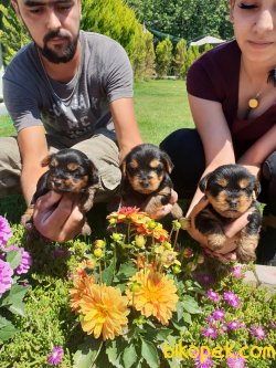 Yorkshire Terrier Çok Sevimli Yavrularım Evinizin Neşe Kaynağı 2