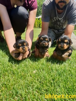 Yorkshire Terrier Çok Sevimli Yavrularım Evinizin Neşe Kaynağı 4