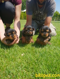 Yorkshire Terrier Çok Tatlı Minyatür Yavrularım 4