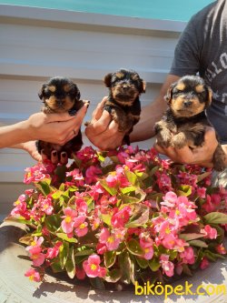 Yorkshire Terrier Çok Tatlı Minyatür Yavrularım 2