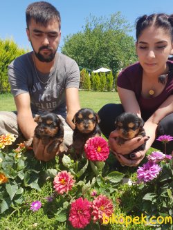 Yorkshire Terrier Çok Tatlı Minyatür Yavrularım 5