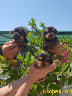 Yorkshire Terrier Çok Tatlı Yavrular 1