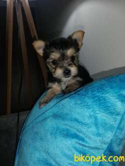 Yorkshire Terrier Dişi Ve Erkek Mevcut 2