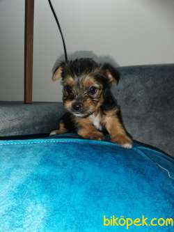 Yorkshire Terrier Dişi Ve Erkek Mevcut 3