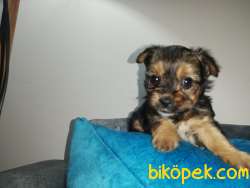 Yorkshire Terrier Dişi Ve Erkek Mevcut 1