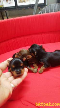 Yorkshire Terrier Irk Derneği Başkanından Scrli Yavrular 4