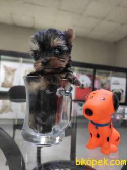 Yorkshire Terrier Irk Derneği Başkanından Yavrular 1