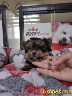 Yorkshire Terrier Irk Derneği Başkanından Yavrular 5