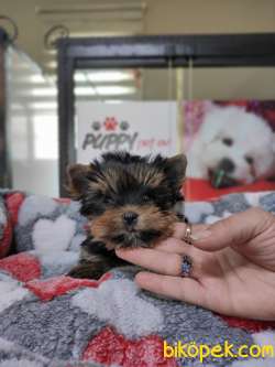 Yorkshire Terrier Irk Derneği Başkanından Yavrular 3