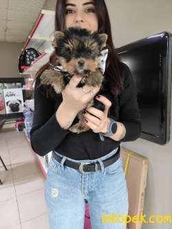 Yorkshire Terrier Irk Derneği Başkanından Yavrular 4