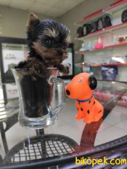 Yorkshire Terrier Irk Derneği Başkanından Yavrular 2