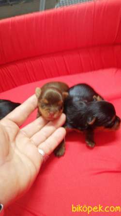 Yorkshire Terrier Irk Derneği Başkanından YORKSHIRE BEBEKLER 3
