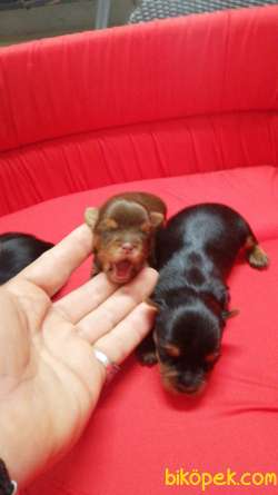 Yorkshire Terrier Irk Derneği Başkanından YORKSHIRE BEBEKLER 5