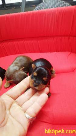 Yorkshire Terrier Irk Derneği Başkanından YORKSHIRE BEBEKLER 4
