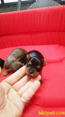 Yorkshire Terrier Irk Derneği Başkanından YORKSHIRE BEBEKLER 2