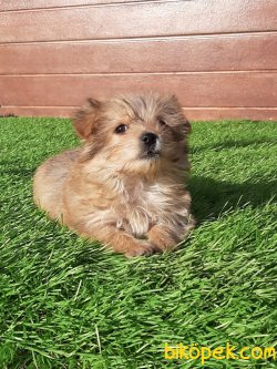 YORKSHIRE TERRIER(morkı) YAVRULARIMIZ 2