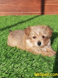 YORKSHIRE TERRIER(morkı) YAVRULARIMIZ 5