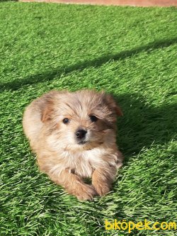 YORKSHIRE TERRIER(morkı) YAVRULARIMIZ 3
