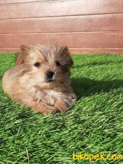 YORKSHIRE TERRIER(morkı) YAVRULARIMIZ 4