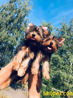 Yorkshire Terrier T Cup Sağlıklı Orjinal 1