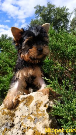 Yorkshire Terrier T Cup Sağlıklı Orjinal 2