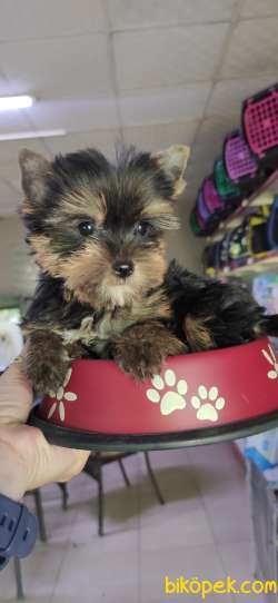 YORKSHİRE TERRİER TEACUP A KALİTE BEBEKLER 1