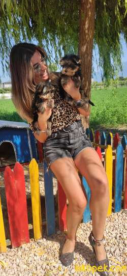 YORKSHİRE TERRİER TEACUP BEBEKLER 3