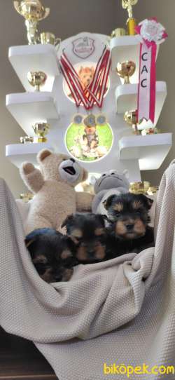 YORKSHİRE TERRİER TEACUP BEBEKLER 2