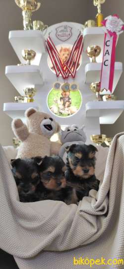 YORKSHİRE TERRİER TEACUP BEBEKLER 4
