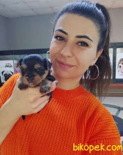 YORKSHİRE TERRİER TEACUP SIFIR NUMARA ORJİNAL