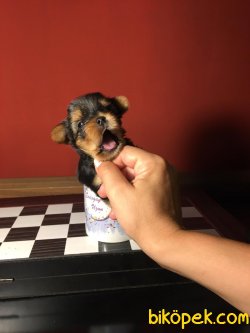 Yorkshire Terrier Tecup 1