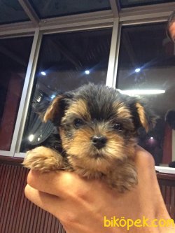 Yorkshire Terrier Tecup 4