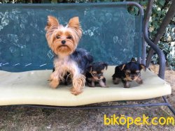 Yorkshire Terrier Tecup 3