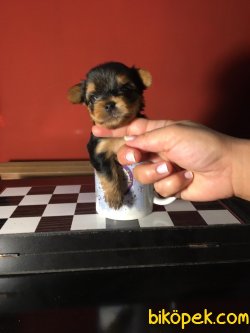 Yorkshire Terrier Tecup 2