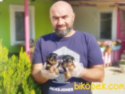 TEACUP YORKSHİRE TERRİER YAVRU 5