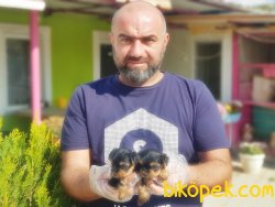 YORKSHİRE TERRİER YAVRU 3