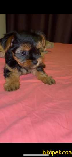 Yorkshire Terrier  Yavru 2