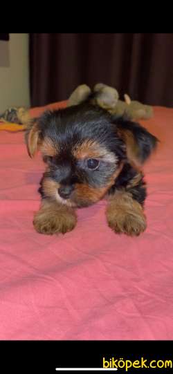Yorkshire Terrier  Yavru 3