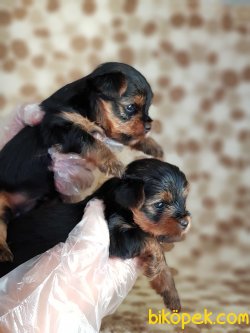 YORKSHİRE TERRİER YAVRULAR TEACUP 5