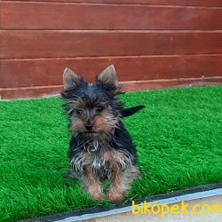 Yorkshire Terrier Yavrulari 1