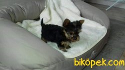 Yorkshire Terrier Yavrulari 1